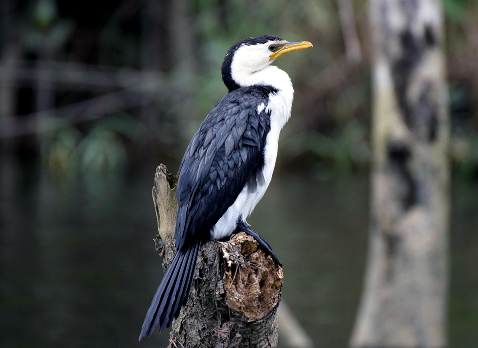 Daintree Waters Tour