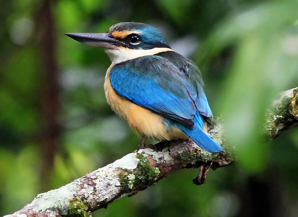 Daintree Waters Tour