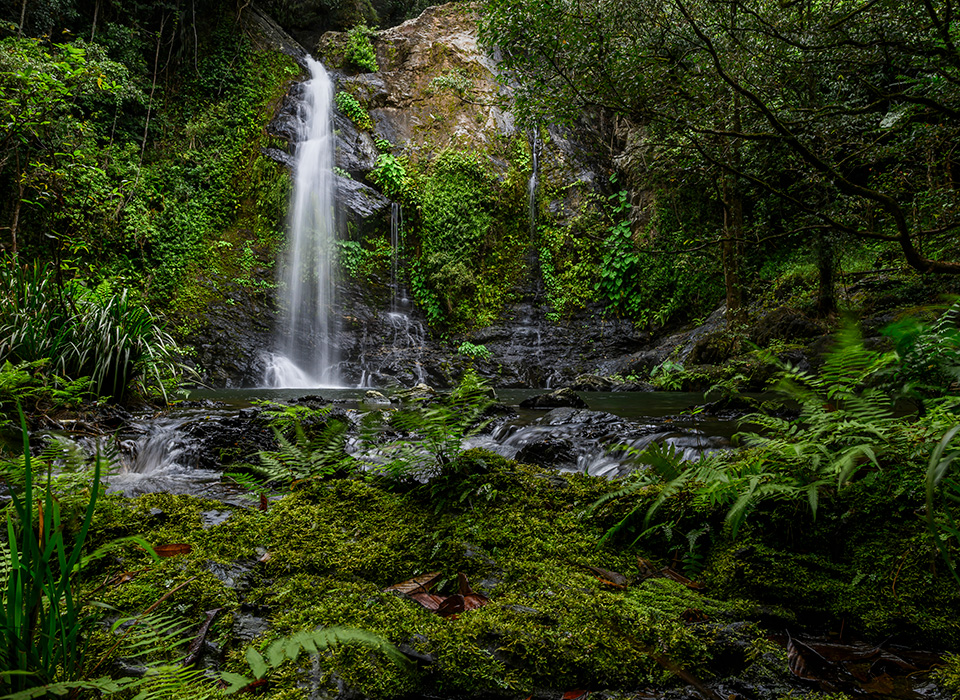 Daintree Waters Tour